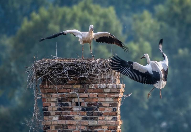 Professional Chimney Animal Removal Services in Lowell, Massachusetts